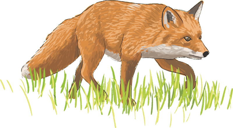 Zeichnung eines Fuchses
