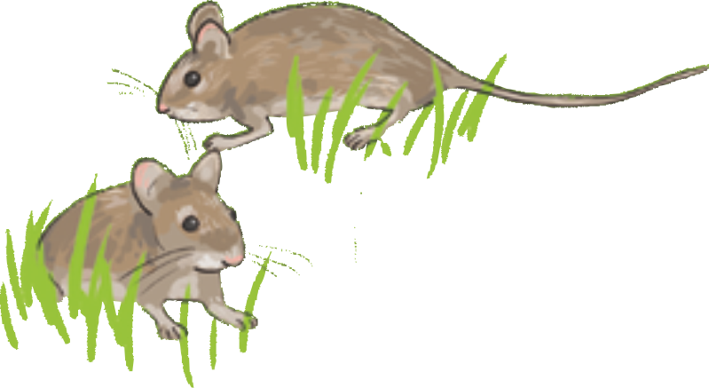 Zeichnung von Mäusen